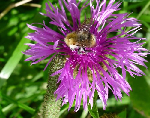 hummel flower purple