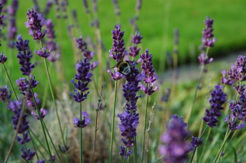 hummel lavender purple