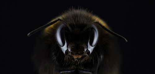 hummel bombus eye