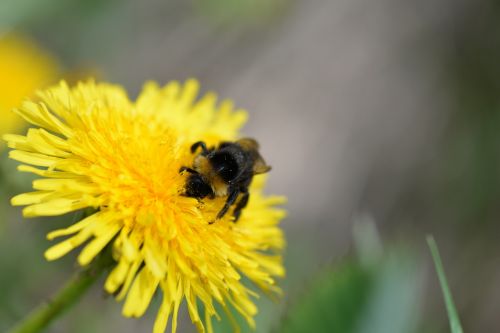 hummel blossom bloom