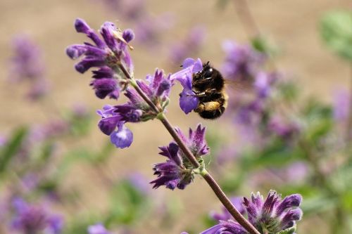 hummel insect animal