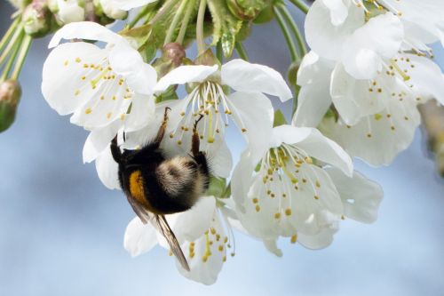 hummel spring flower