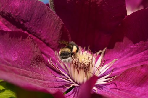 hummel blossom bloom