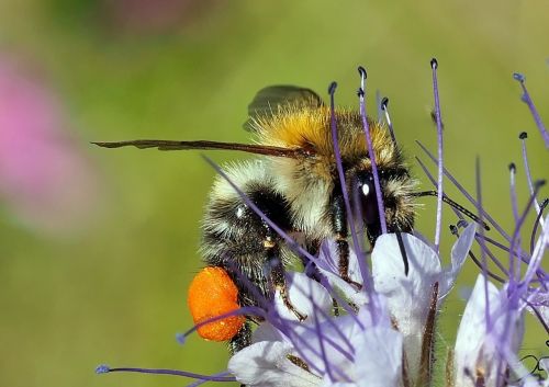 insect plant nature