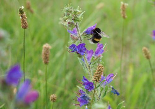 hummel pollen pollination