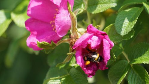 hummel flower insect