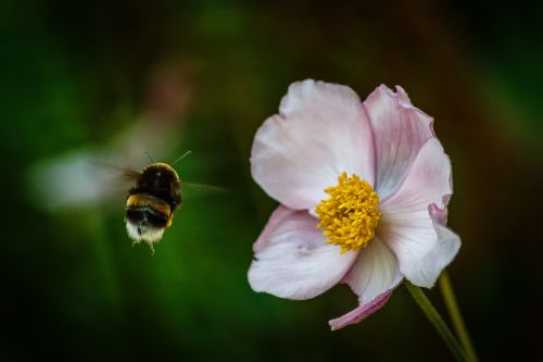 hummel blossom bloom