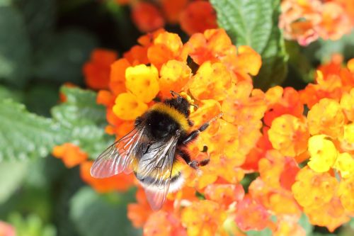 hummel insect blossom