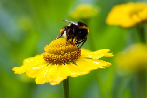 hummel flower yellow