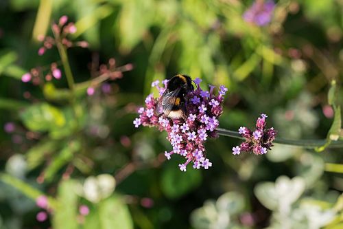 hummel botany landscape