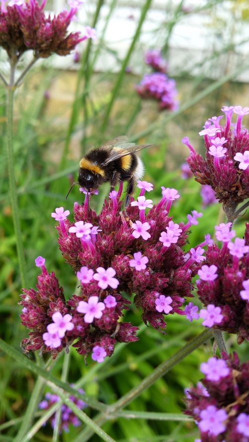 hummel insect sprinkle