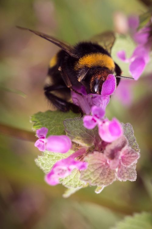 hummel insect flowers