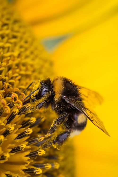 hummel insect blossom