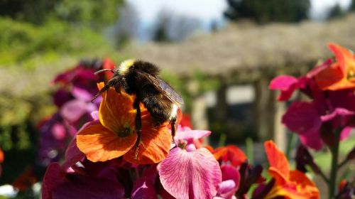 hummel flower insect