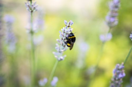 hummel flower insect