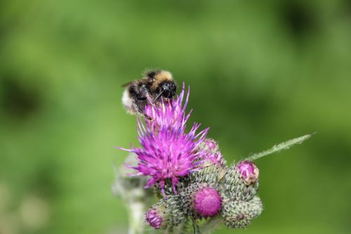 hummel thistle insect