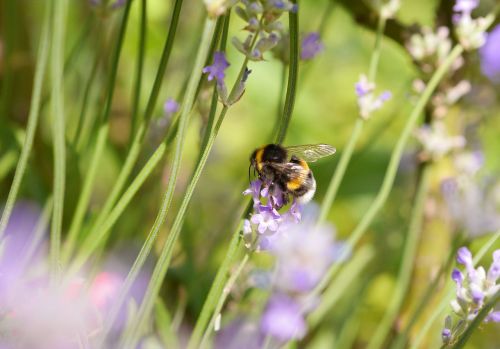 hummel lavender insect