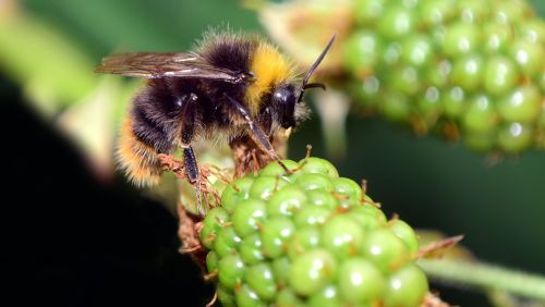 hummel insect nature