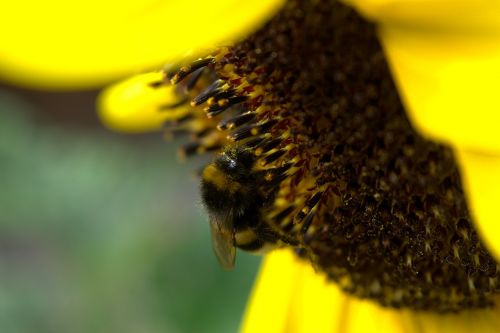 hummel sun flower pollen