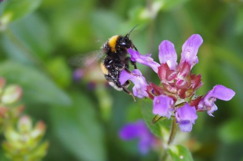 hummel flower insect