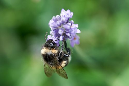 hummel close blossom