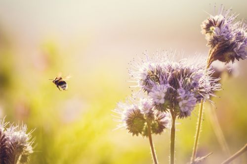 hummel meadow flower