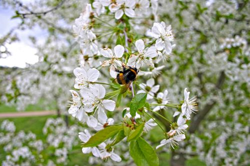 hummel flowers spring