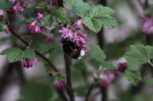 hummel plant insect