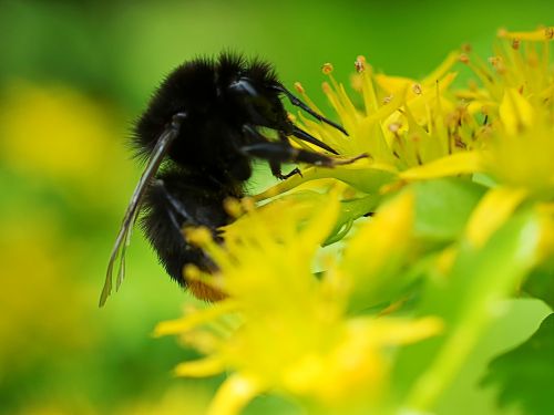 hummel macro macro photography