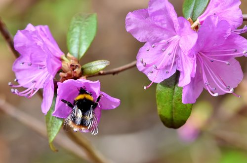 hummel  insect  pollination