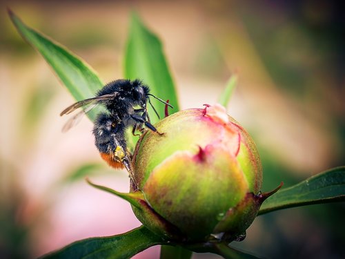 hummel  macro  close-up photography