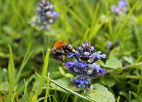 hummel  bee  nature