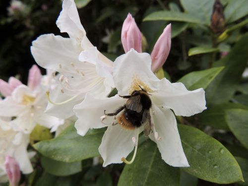 hummel insect blossom