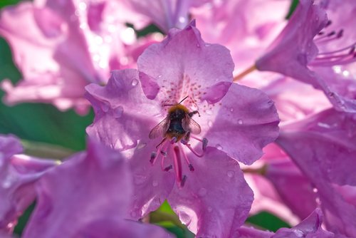 hummel  flower  nature