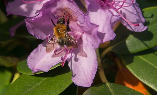 hummel  rhododendrons  purple