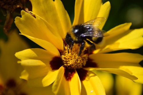 hummel  garden bumblebee  bombus hortorum