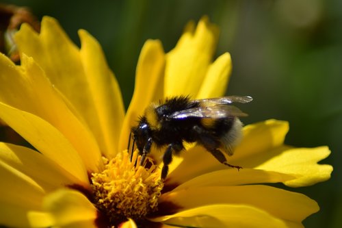 hummel  garden bumblebee  bombus hortorum