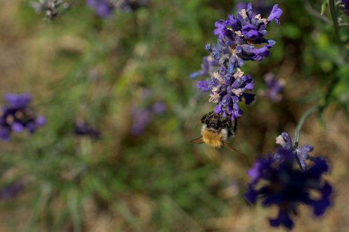 hummel  lavender  violet