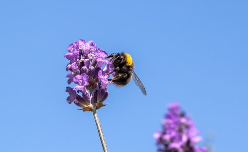 hummel  garden bumblebee  bombus hortorum