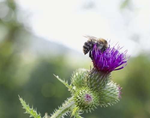 hummel  bombus  thistle