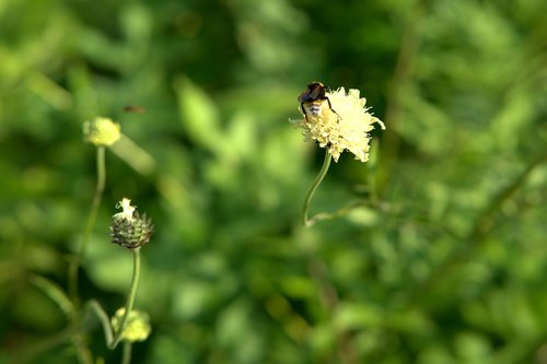 hummel  sprinkle  pollination