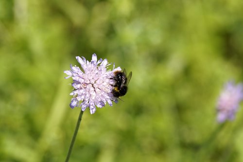 hummel  flower  insect