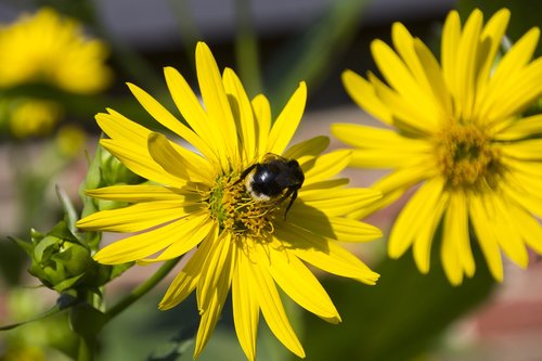 hummel  flower  insect