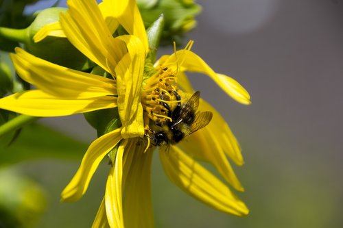 hummel  flower  insect