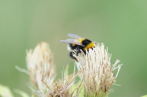 hummel  bumblebee  insect