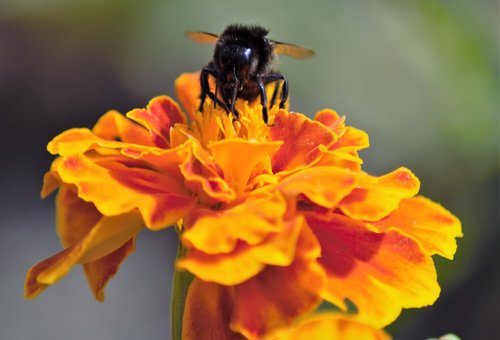 hummel  nature  flower