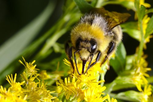 hummel  summer  insect