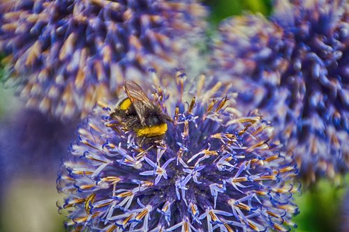 hummel  nature  blossom