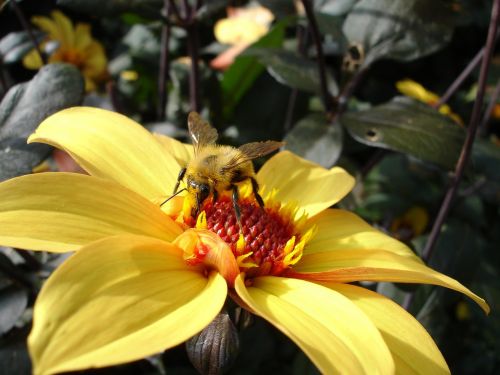 hummel dahlia blossom