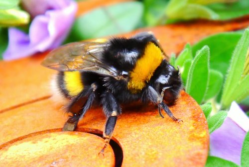 hummel  insect  close up